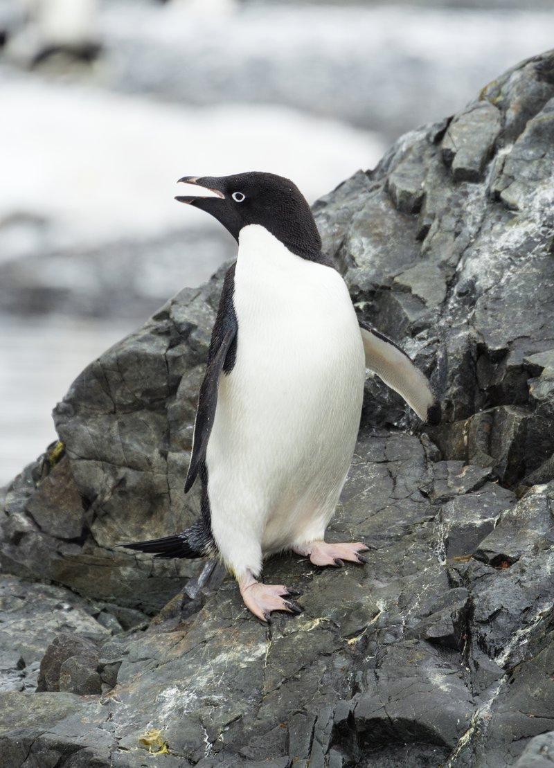 Adélie penguin standing on ice at Hope Bay, Antarctic Peninsula. Black head with distinctive white eye ring.