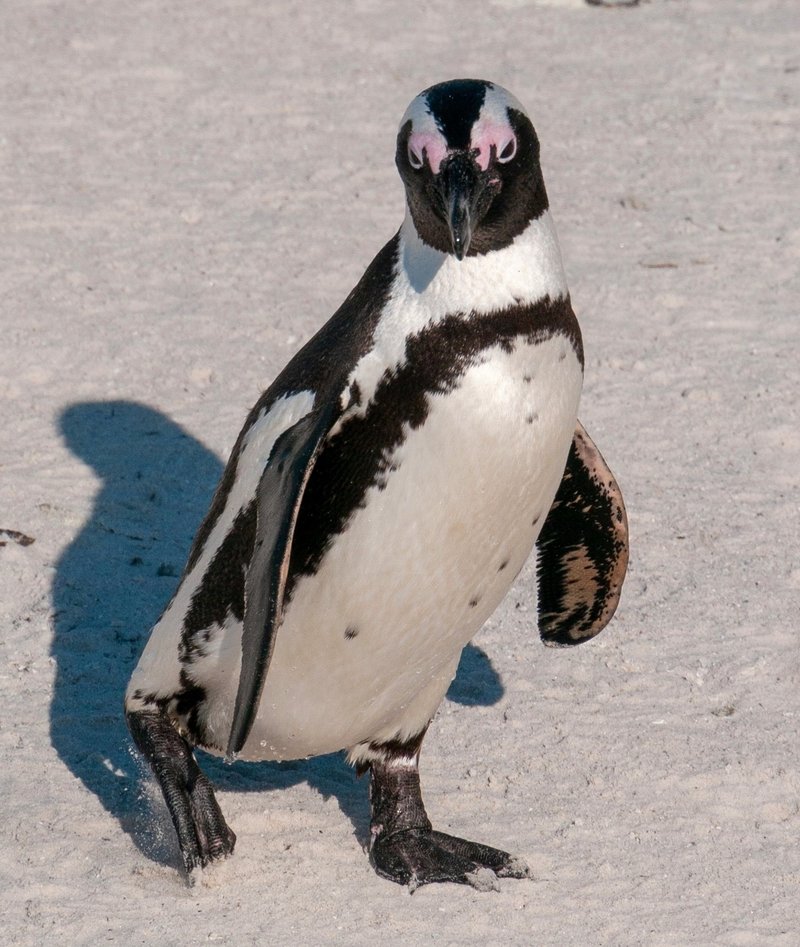African penguin walking on sand at Boulders Beach, South Africa, showing distinctive black-and-white plumage with pink eye patches