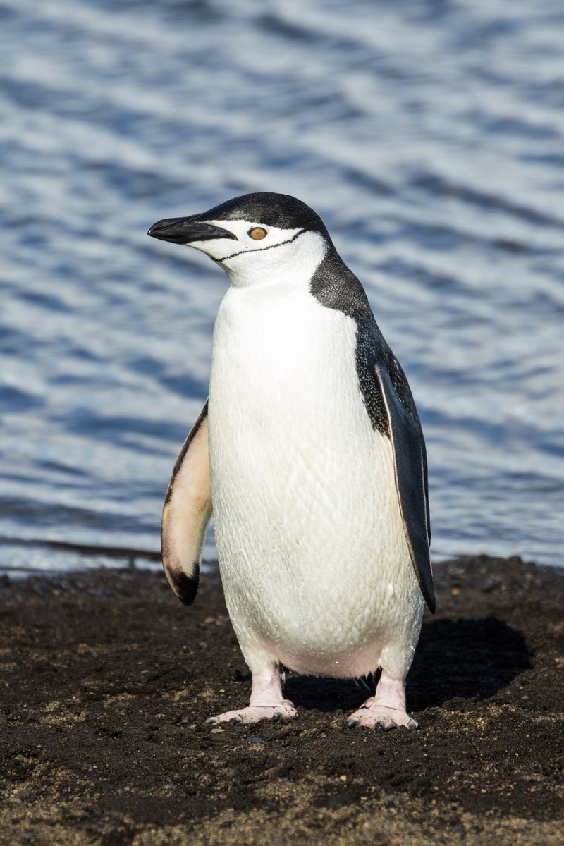 Chinstrap penguin on Deception Island, South Shetland Islands. White face with narrow black band under the chin.