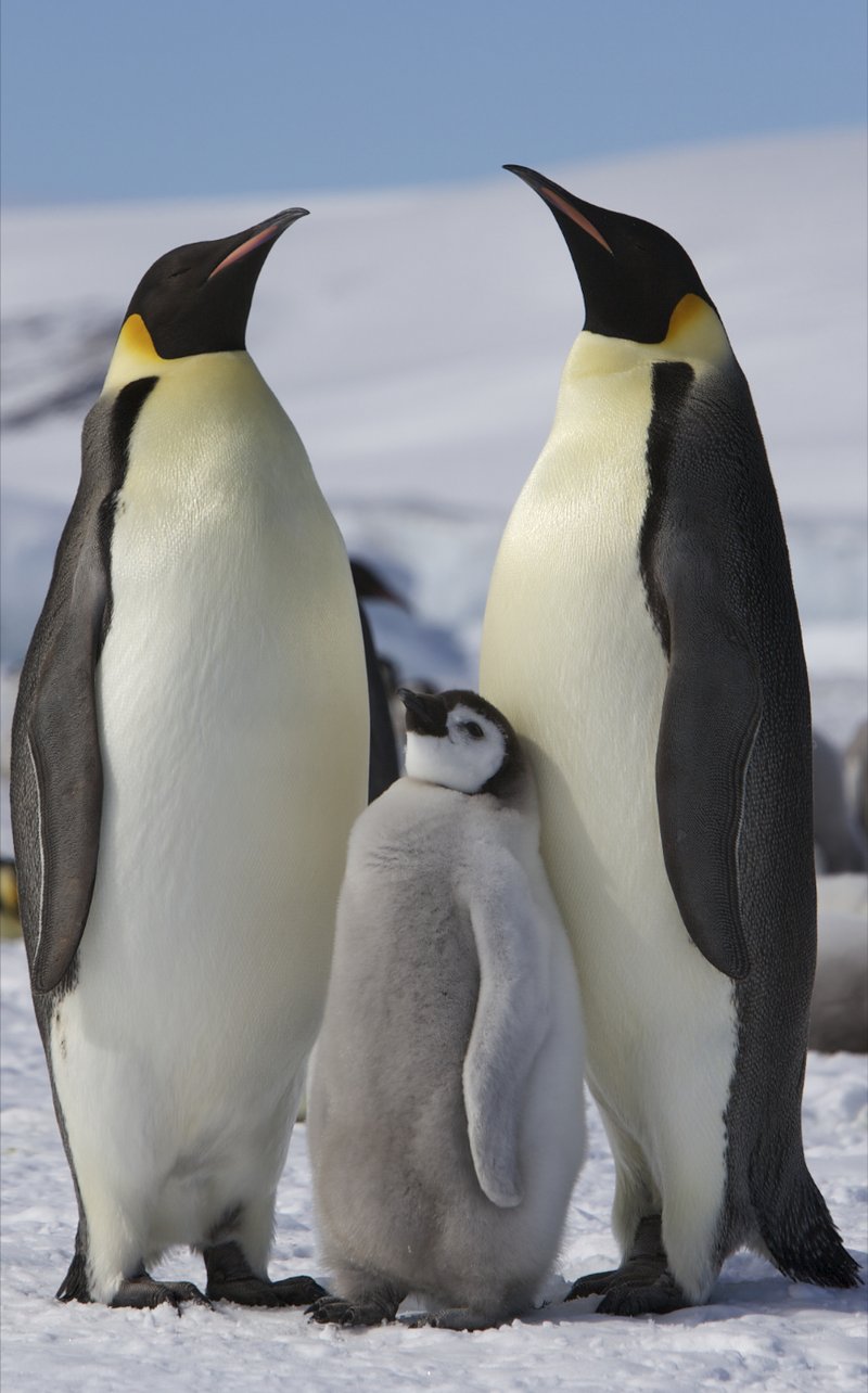 Emperor penguin adults with a chick on Snow Hill Island, Antarctica. Adults have black heads, pale-yellow breast patches, and white bellies.