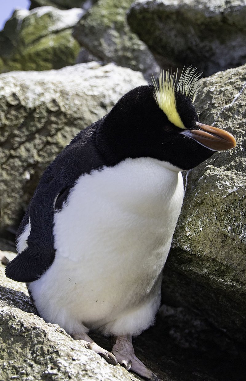 Erect-crested penguins on a rocky beach, showing their distinctive upright yellow crests and bright red eyes.