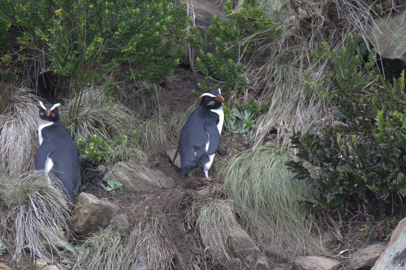 Fiordland crested penguin standing on rocky shore in New Zealand's Fiordland, with lush rainforest in the background.