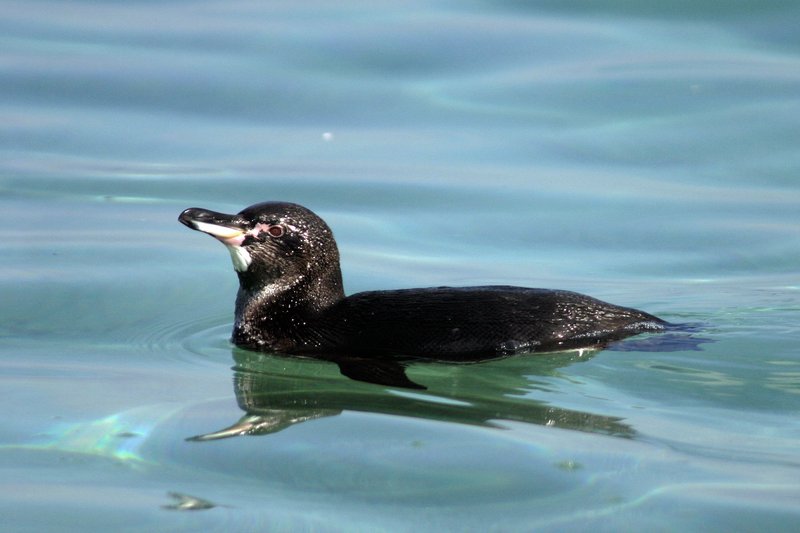 Galápagos penguin swimming near Isabela Island, showing its small size and distinctive black head with white belly band
