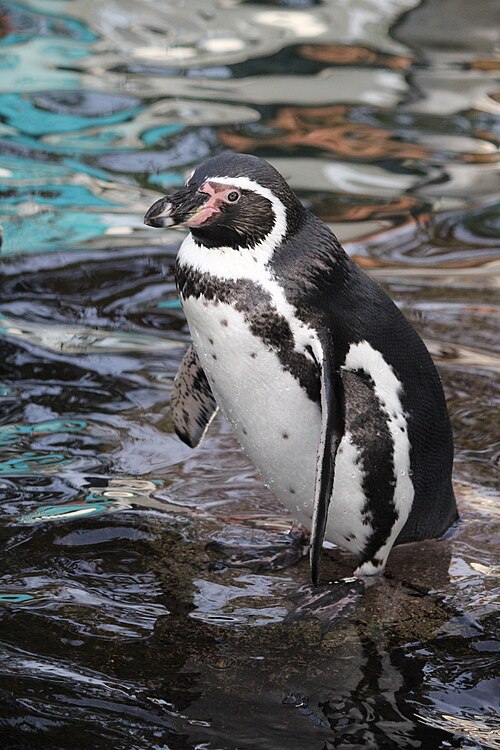 Humboldt penguin standing on rocky ground at Copenhagen Zoo, showing its characteristic black head band and pink facial skin patch