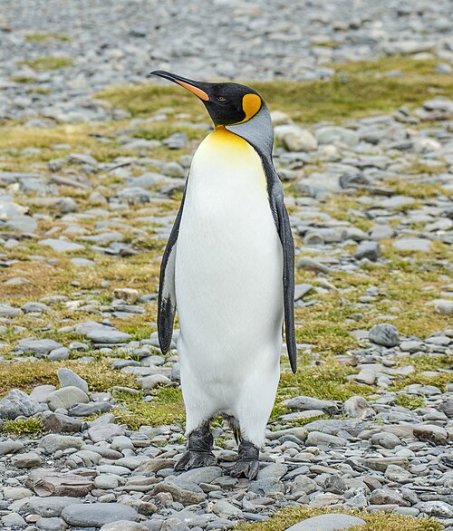 King penguin at Fortuna Bay, South Georgia. Large penguin with orange-gold ear patches and upper chest marking, long dark bill.