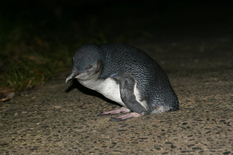 Little blue penguin standing on rocky ground at Kapiti Island, New Zealand, showing its characteristic slate-blue plumage
