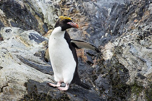 Macaroni penguin on South Georgia Island with distinctive yellow-orange crest feathers fanning backward from the forehead.