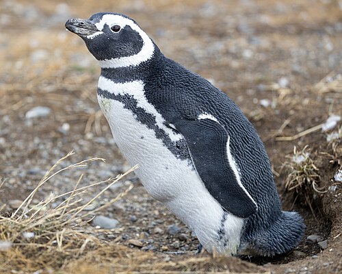 Magellanic penguin standing on rocky terrain, showing black and white plumage with pink facial patches and distinctive banded chest pattern