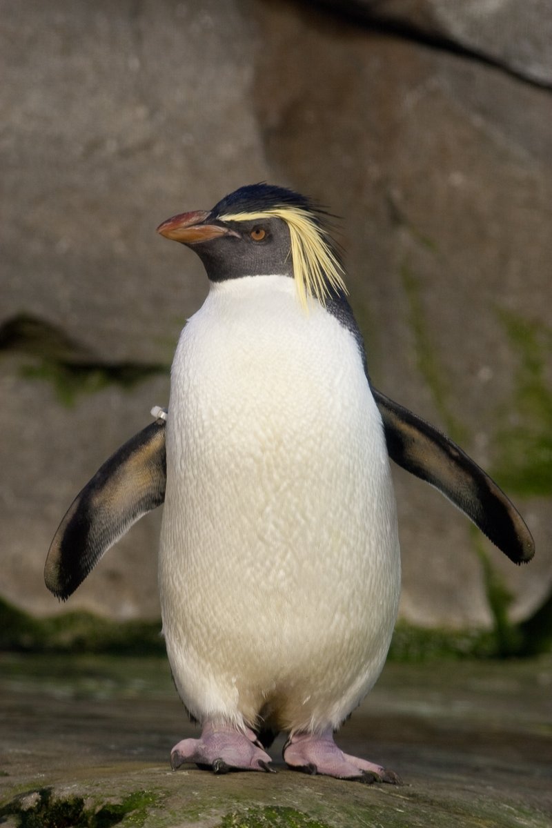 Northern rockhopper penguin on Gough Island, showing distinctive yellow and black crests and red eyes.