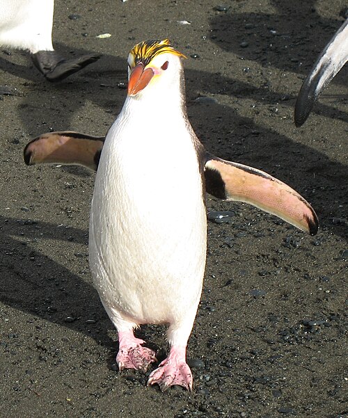 Royal penguin showing its pale yellow crest and white chin, characteristic features that distinguish it from macaroni penguins.