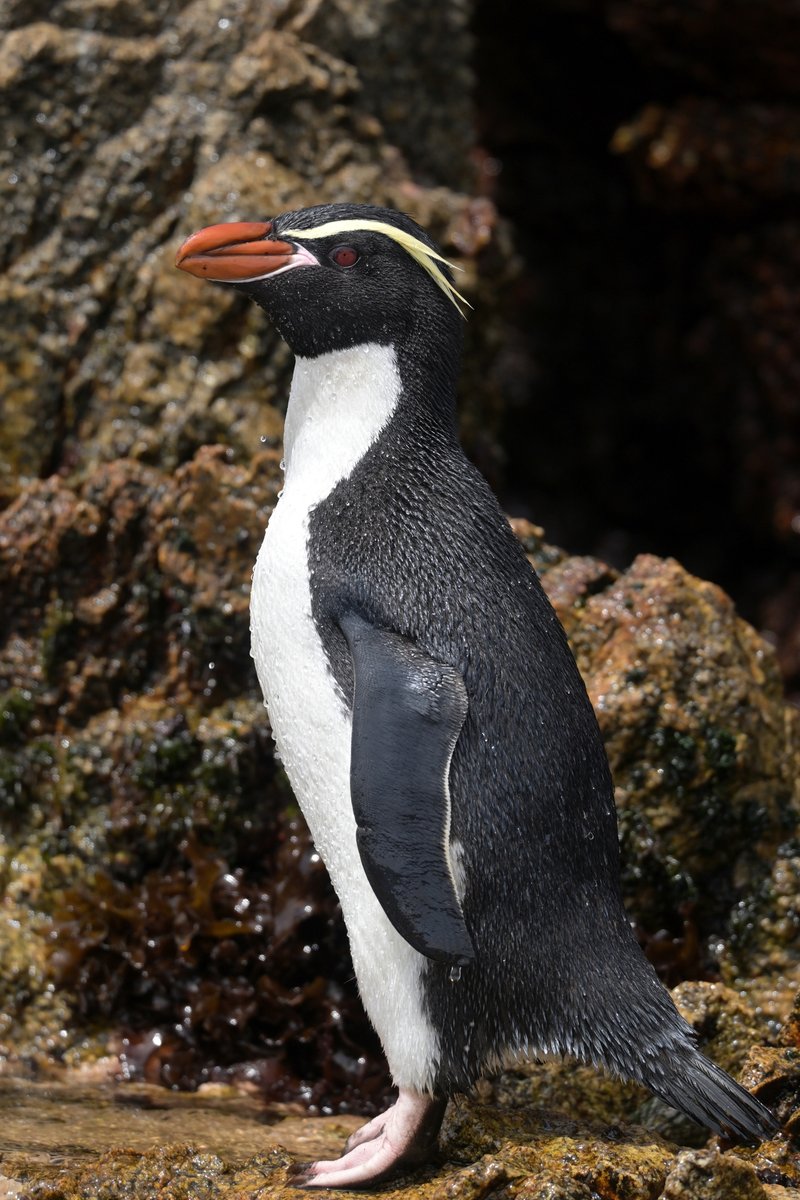 Snares penguin standing on rocky ground, showing its distinctive yellow crest and robust bill.