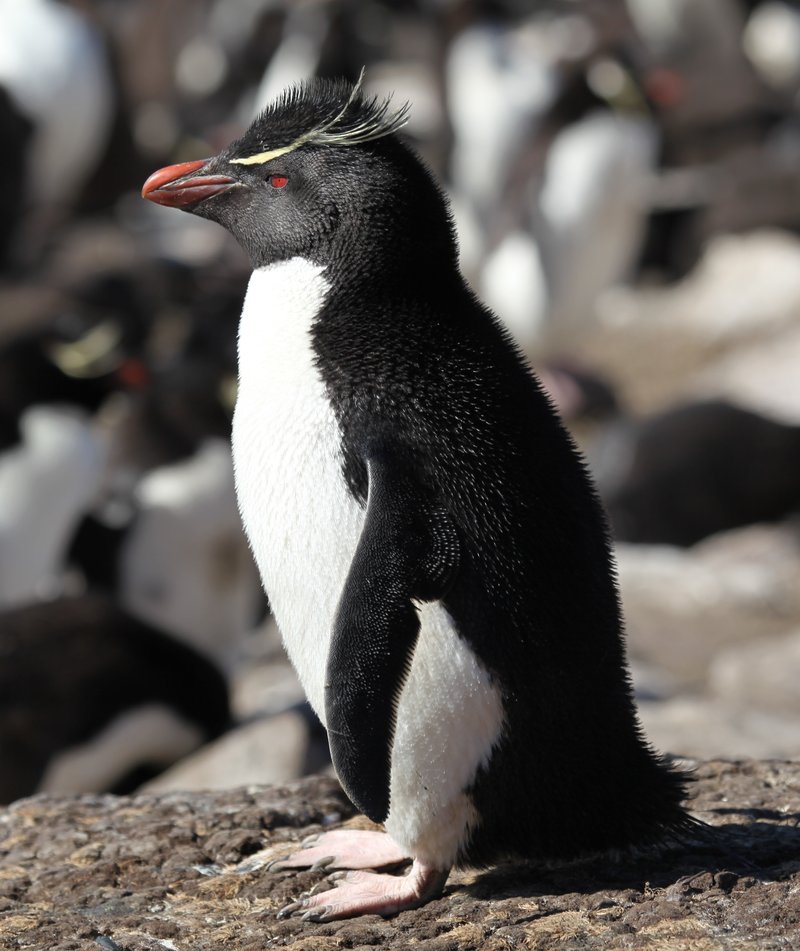 Southern rockhopper penguin standing on rocky ground at Saunders Island, Falkland Islands, showing distinctive yellow crest feathers and red eyes