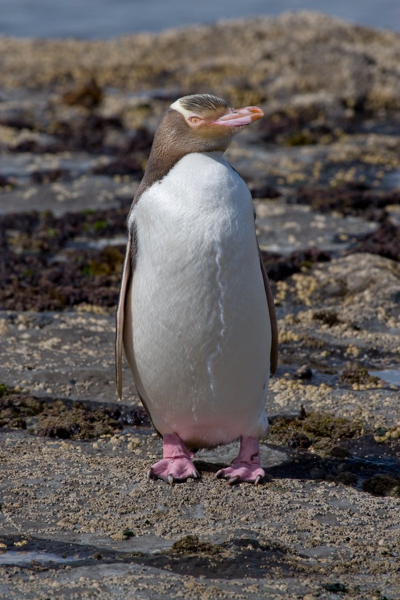 Yellow-eyed penguin on a New Zealand beach, showing its distinctive pale yellow eyes and yellow band across the back of the head.